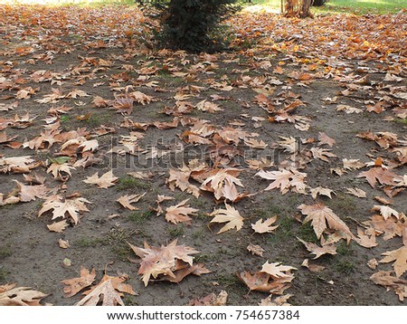 falling leaves in autumn, dry tree leaves, sitting on the bank, pictures of park scenes in the fall,

