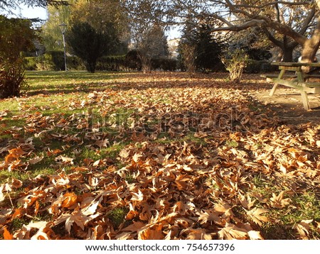 falling leaves in autumn, dry tree leaves, sitting on the bank, pictures of park scenes in the fall,
