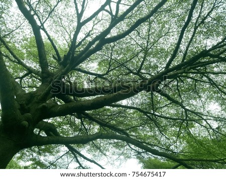 Big tree has branches using as background and wallpaper