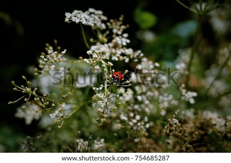Ladybug on blossoming dill