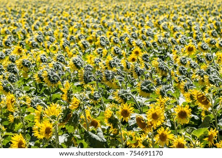 Big sunflower field in Provence, France