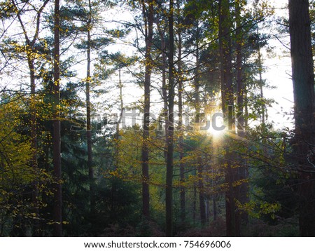 Sunlight streaming through trees in an Autumn wood or forest.