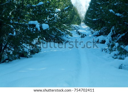 Winter nature, landscape with  snowdrifts and snowy trees  in forest