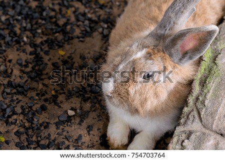 little Brown rabbit