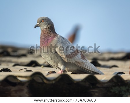 Pigeon or dove on roofs. In picture see gray tile roof and a beautiful background of sky and cloud. Feral pigeon gray and brown mixed together looking at camera was impressed and fresh (Dove concept)