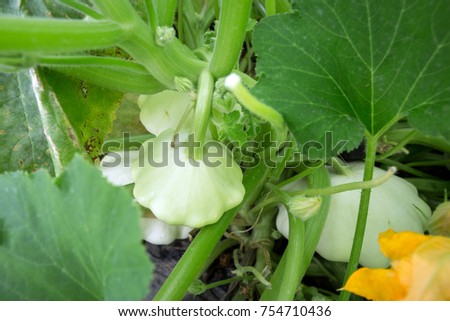White Patty pan squash - Cucurbita pepo - growing in a vegetable garden. Royalty-Free Stock Photo #754710436