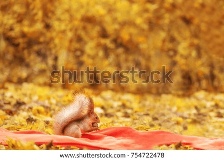 A squirrel with nuts in the legs among the bright autumn vegetation. Sunny autumn photo.

