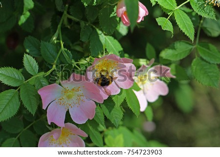 bumble bee or bombus on a wild dog rose or rosa canina in Italy in springtime state flower or state symbol of Iowa and North Dakota