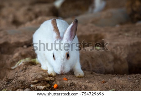 Rabbit in the farm