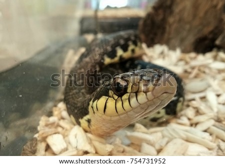 Tropical Rainforest Snake