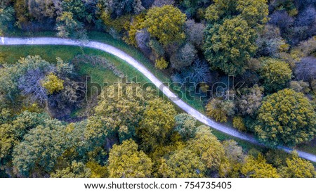 Drone view close-up of a forest with colorful trees with a walking path crossing the wood