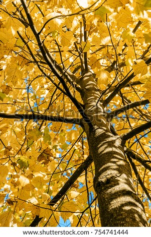 Isolated golden autumn tree