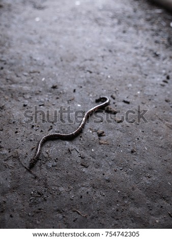 The Earthworm Crawling on The Ground