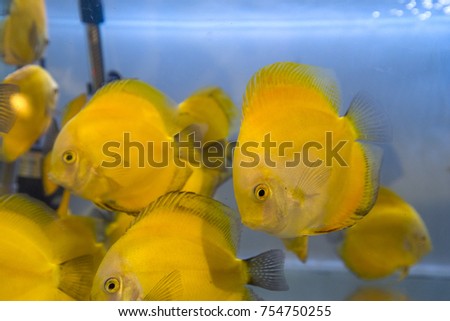 Discus fish in tank