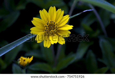 Yellow flowers are blooming in the garden.Beautiful yellow flowers
