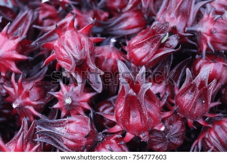 Roselle red texture and backgroud