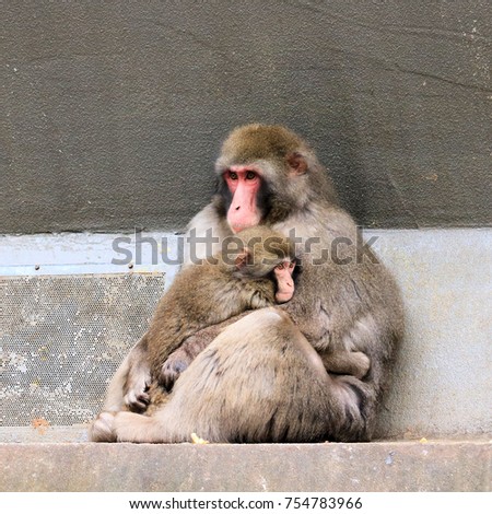 baboon with baby 