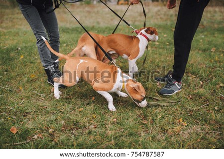 Puppies of the American Staffordshire Terrier train for a walk in the park. Training dogs of the commands. Young dogs learn to take a trace.