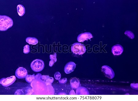Violet Jelly fish in aquarium