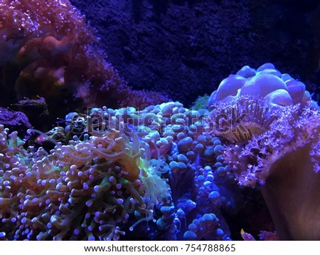 Beautiful Coral in Aquarium