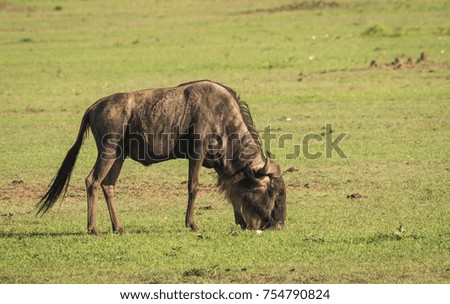 Image of antelope wildebeest in Masai Mara in Kenya