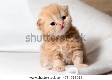 Cute little red kitten