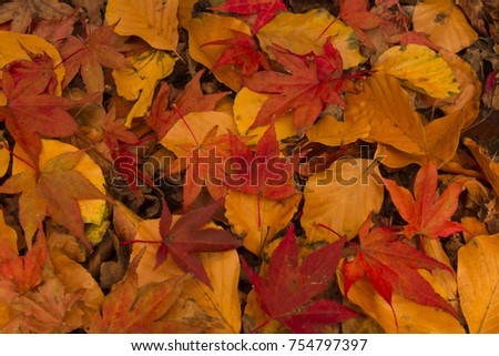 Beautiful different types of leaves with yellow and red colors of fall leaves
