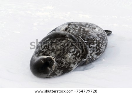 Seal - ringed seal (Pusa hispida), A young mother with a born cub lies on the snow. Antarctic.