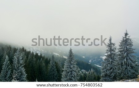 	
frozen trees and fog on the mountain