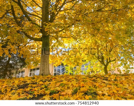yellow maple leaves on tree and on the ground