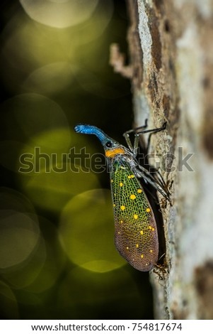 Lantern Bug from Borneo