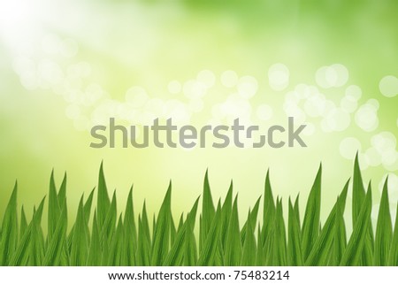 Grass Nature Bokeh Background Blur