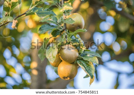 branch of green apples on a tree against blur garden background
