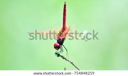 Dragon fly sitting on a stick