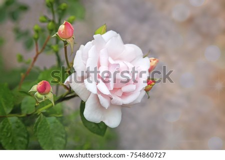 Beautiful pink flower tea-hybrid rose , blooming in the garden . Photographed close-up .
