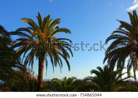 Tropical palm trees on blue sky background