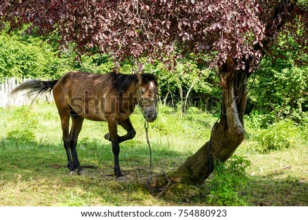 A horse stands under a tree                   