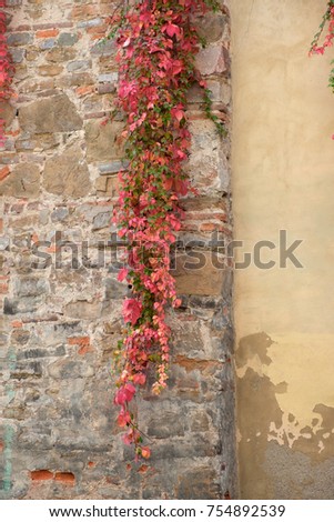 A wall with green and red leaves of grapes that hang from the top down.
Florence. Italy.