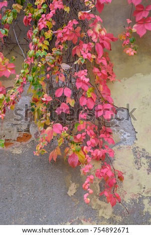 A wall with green and red leaves of grapes that hang from the top down.
Florence. Italy.