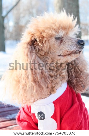 poodle in christmas costume for a walk in winter park