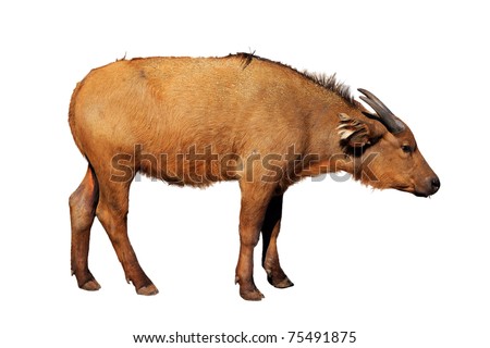 A picture of a young red buffalo standing over white background