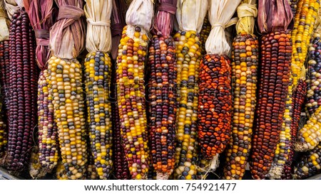 Bountiful Indian Corns Royalty-Free Stock Photo #754921477