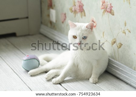 White cat with different eye color . Rare breed of cats Khao Manee . 
White cat plays .  Royalty-Free Stock Photo #754923634