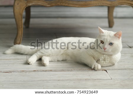 White cat with different eye color . Rare breed of cats Khao Manee . 
White cat plays .  Royalty-Free Stock Photo #754923649