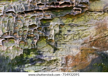 A sandstone rock covered with mosses and lichens. Background