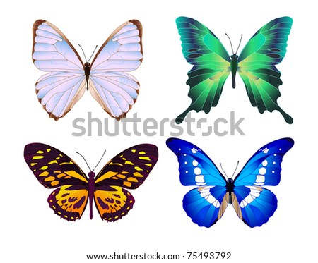 four colorful butterflies