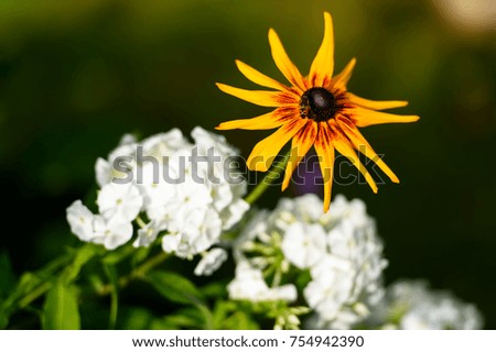 Amazing nature concept of rudbeckia flowering with wasp and sun light at summer or spring day landscape. Natural view of bright flowers blooming in garden with green grass as morning spring background