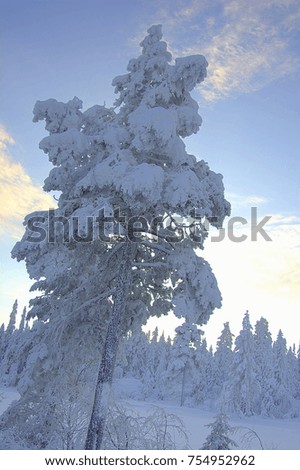 Beautiful winter trees full covered with snow, from Norway