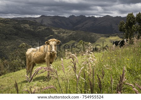 Cows off the Beaten Path of the Andes