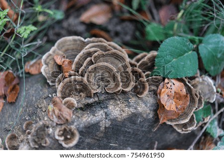 mushroom grown on stone in forrest
